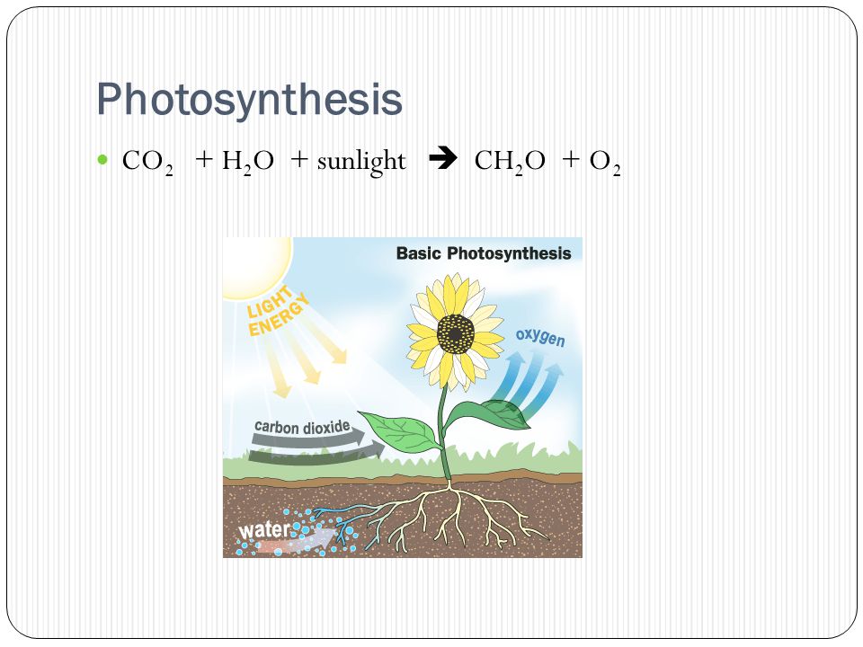 Photosynthesis CO 2 + H 2 O + sunlight  CH 2 O + O 2