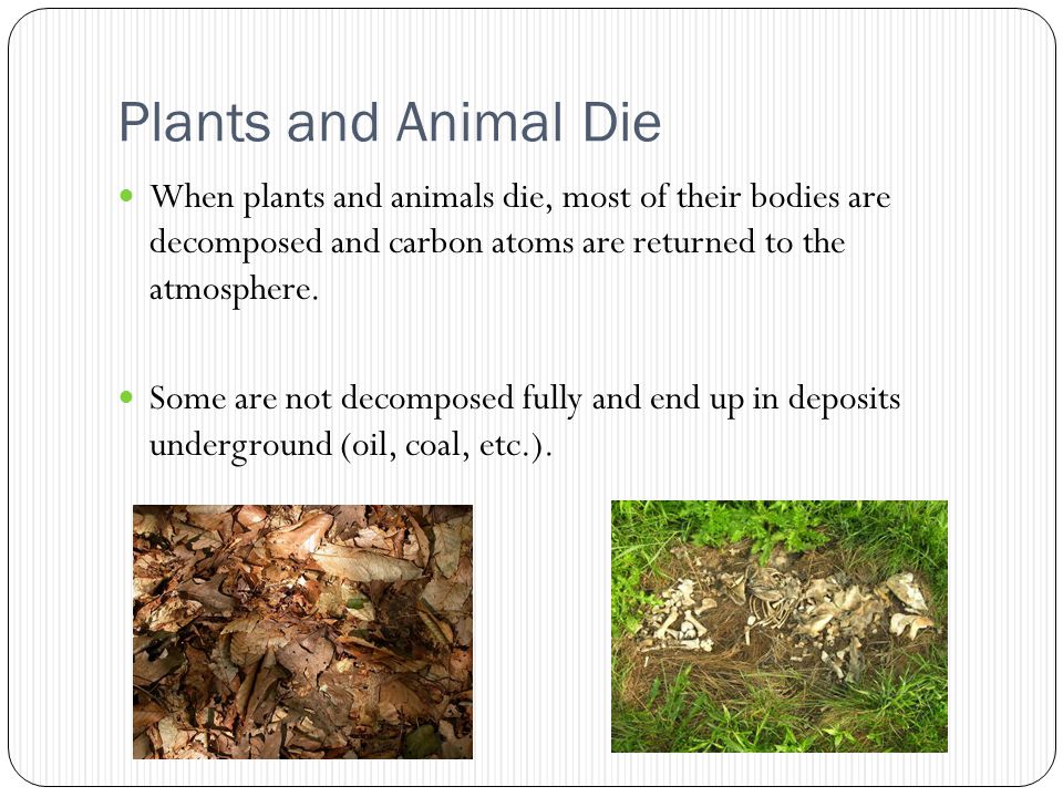 Plants and Animal Die When plants and animals die, most of their bodies are decomposed and carbon atoms are returned to the atmosphere.