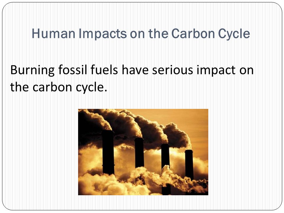 Human Impacts on the Carbon Cycle Burning fossil fuels have serious impact on the carbon cycle.