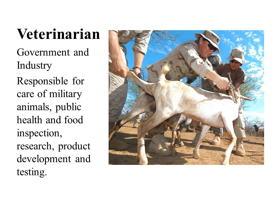 Veterinarian Government and Industry Responsible for care of military animals, public health and food inspection, research, product development and testing.