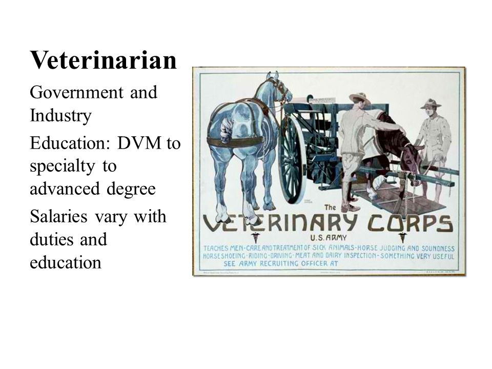 Veterinarian Government and Industry Education: DVM to specialty to advanced degree Salaries vary with duties and education