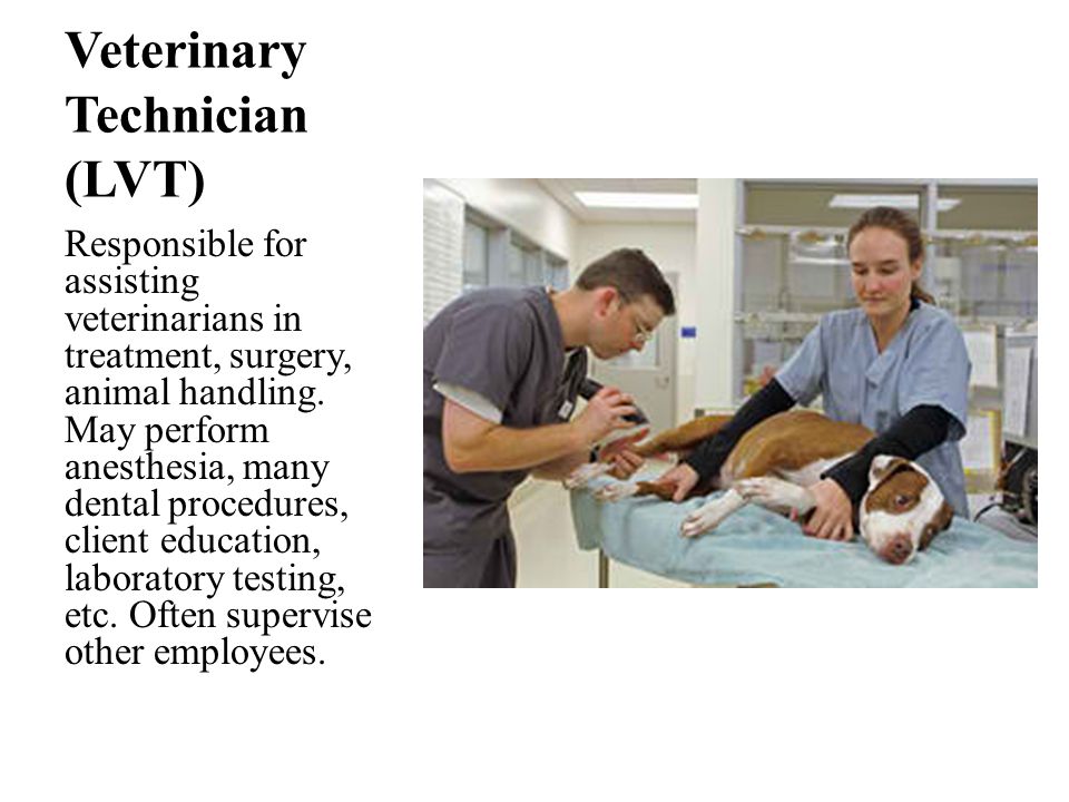 Veterinary Technician (LVT) Responsible for assisting veterinarians in treatment, surgery, animal handling.