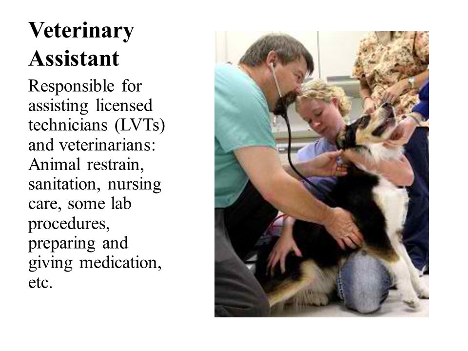 Veterinary Assistant Responsible for assisting licensed technicians (LVTs) and veterinarians: Animal restrain, sanitation, nursing care, some lab procedures, preparing and giving medication, etc.