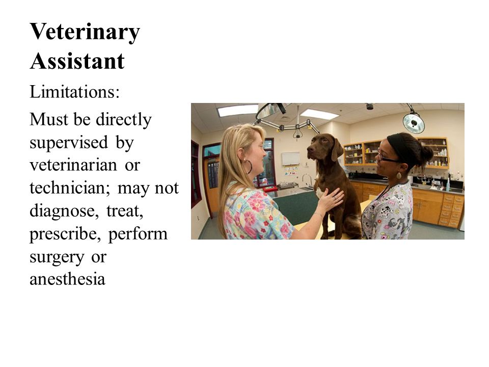 Veterinary Assistant Limitations: Must be directly supervised by veterinarian or technician; may not diagnose, treat, prescribe, perform surgery or anesthesia