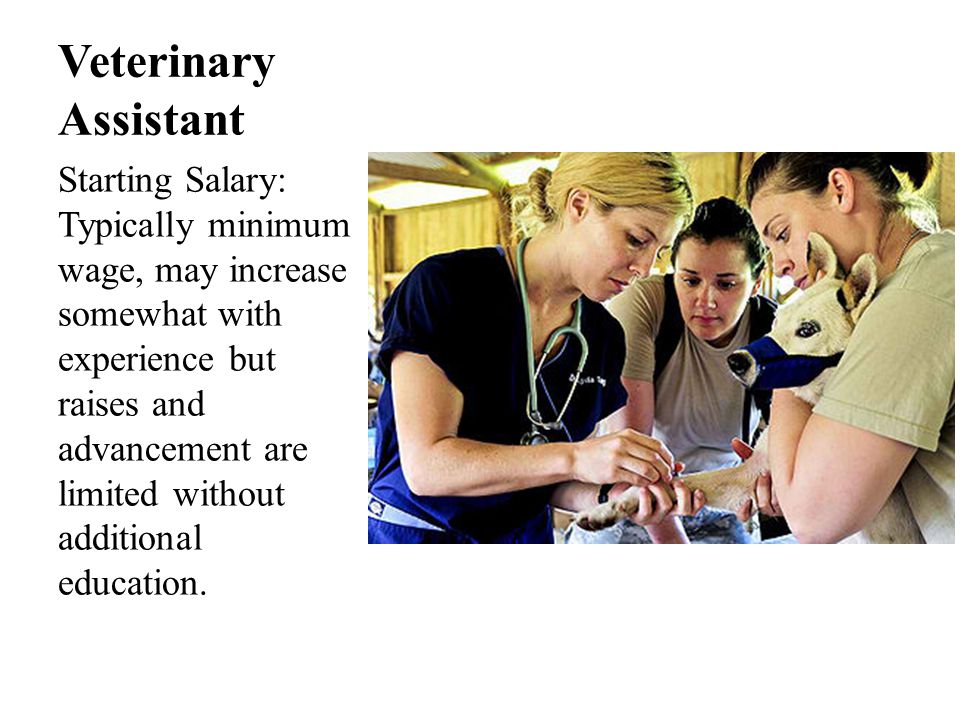 Veterinary Assistant Starting Salary: Typically minimum wage, may increase somewhat with experience but raises and advancement are limited without additional education.