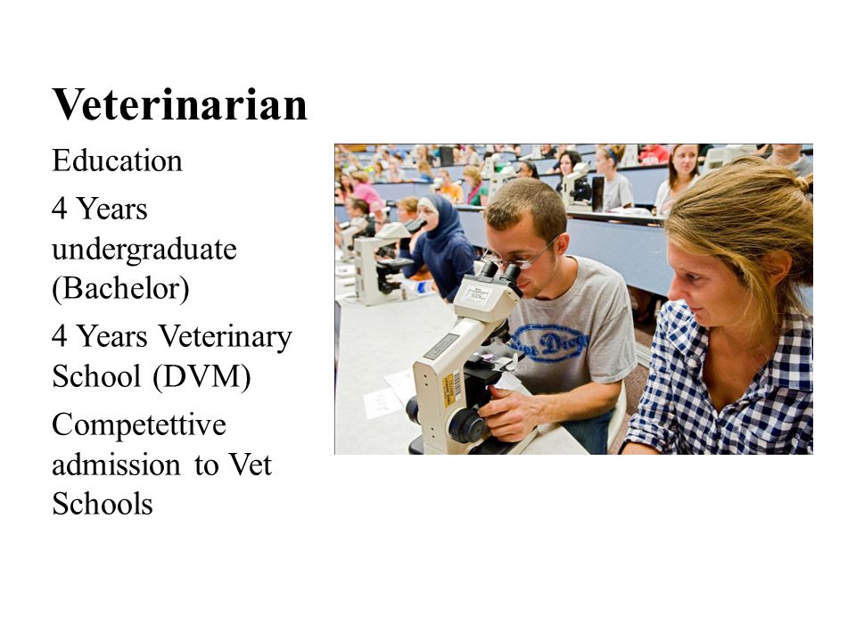 Veterinarian Education 4 Years undergraduate (Bachelor) 4 Years Veterinary School (DVM) Competettive admission to Vet Schools