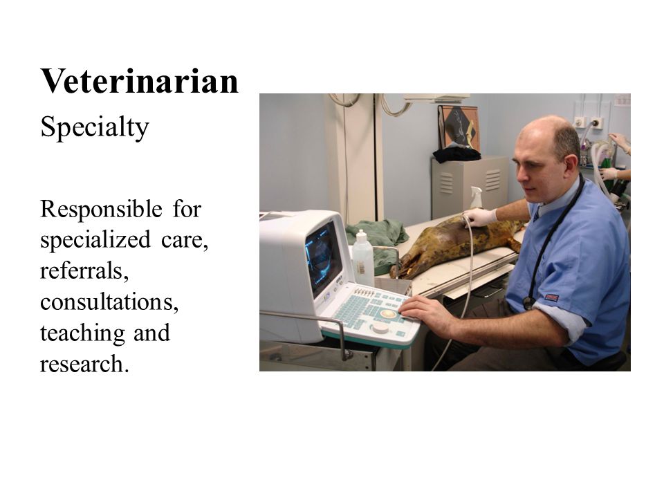 Veterinarian Specialty Responsible for specialized care, referrals, consultations, teaching and research.