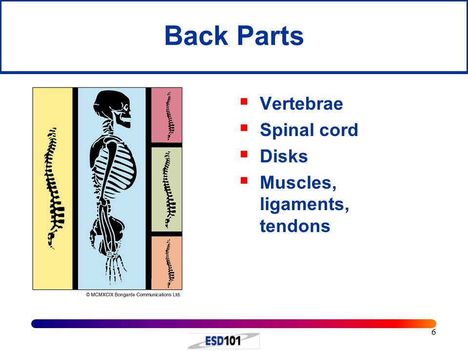 6 Back Parts  Vertebrae  Spinal cord  Disks  Muscles, ligaments, tendons