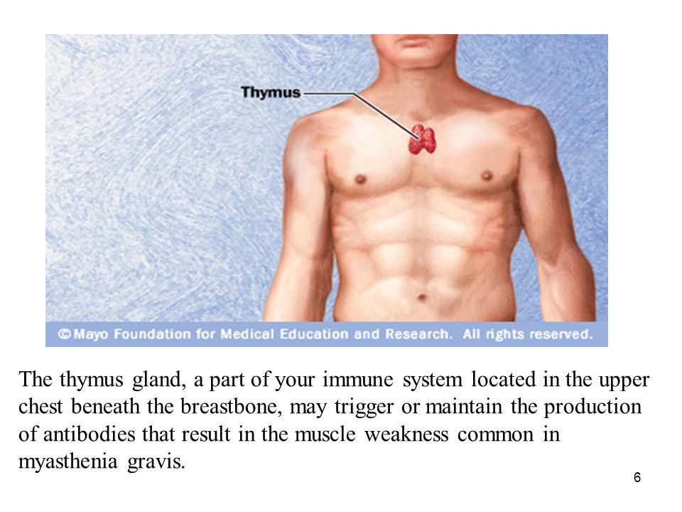 Иммунная система тимус. Thymus Gland. Тимус в реальной жизни.