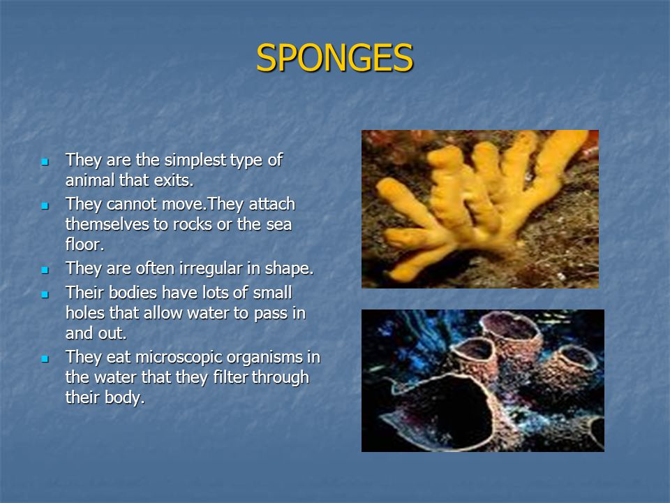 INVERTEBRATES Animals that do not have bones So They don't have a skeleton  or a backbone. - ppt download