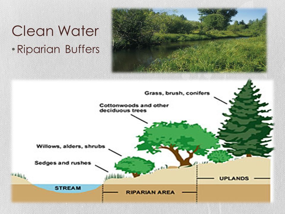 Clean Water Riparian Buffers