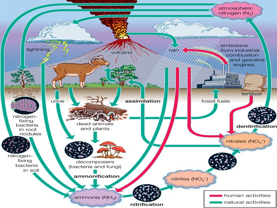 The nitrogen cycle. Animals can not fix N2. They get their nitrogen by  eating plants or by eating something that eats plants. Nitrogen Fixation is  very. - ppt download