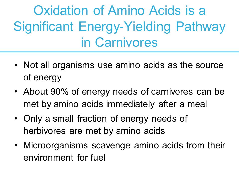 Oxidation of Amino Acids is a Significant Energy-Yielding Pathway in Carnivores Not all organisms use amino acids as the source of energy About 90% of energy needs of carnivores can be met by amino acids immediately after a meal Only a small fraction of energy needs of herbivores are met by amino acids Microorganisms scavenge amino acids from their environment for fuel