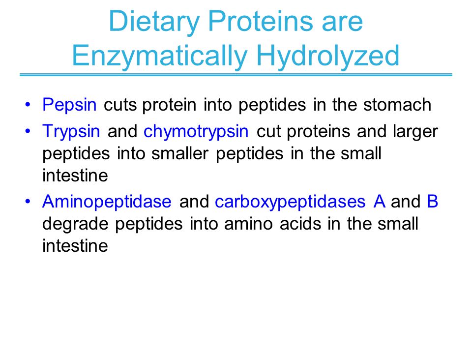 Dietary Proteins are Enzymatically Hydrolyzed Pepsin cuts protein into peptides in the stomach Trypsin and chymotrypsin cut proteins and larger peptides into smaller peptides in the small intestine Aminopeptidase and carboxypeptidases A and B degrade peptides into amino acids in the small intestine