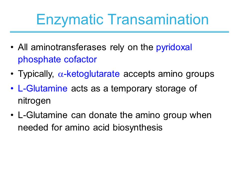 Enzymatic Transamination All aminotransferases rely on the pyridoxal phosphate cofactor Typically,  -ketoglutarate accepts amino groups L-Glutamine acts as a temporary storage of nitrogen L-Glutamine can donate the amino group when needed for amino acid biosynthesis