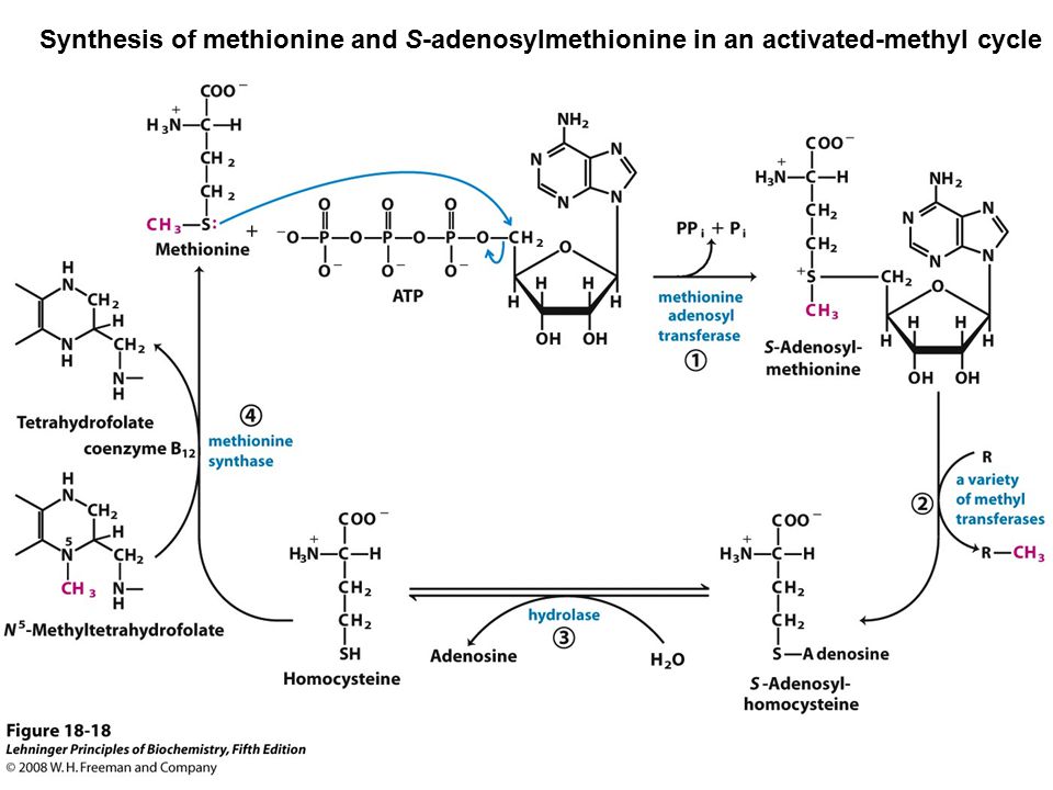 Synthesis of methionine and S-adenosylmethionine in an activated-methyl cycle
