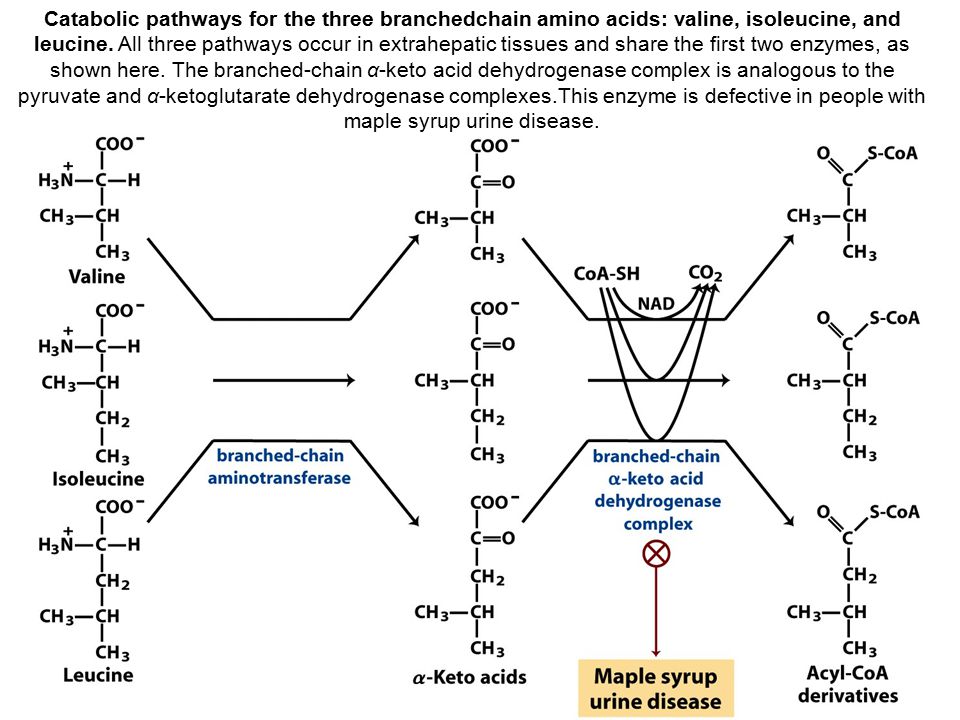 Catabolic pathways for the three branchedchain amino acids: valine, isoleucine, and leucine.