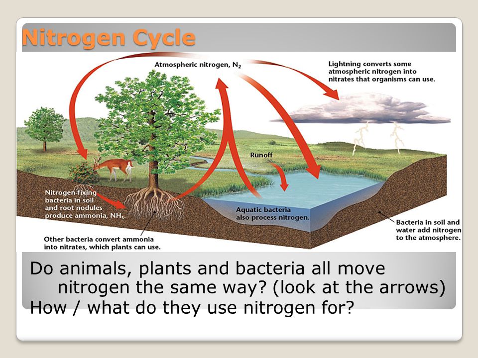 Description: Use large posters of the nitrogen cycle to follow the flow of  nitrogen and the organisms affected by it. Relate the nitrogen requirement  of. - ppt download