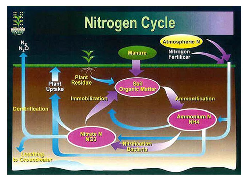 Azot net. Азотный цикл в аквариуме. Nitrogen Fertilizers. Азотные удобрения в аквариуме. Азотный процесс в аквариум.
