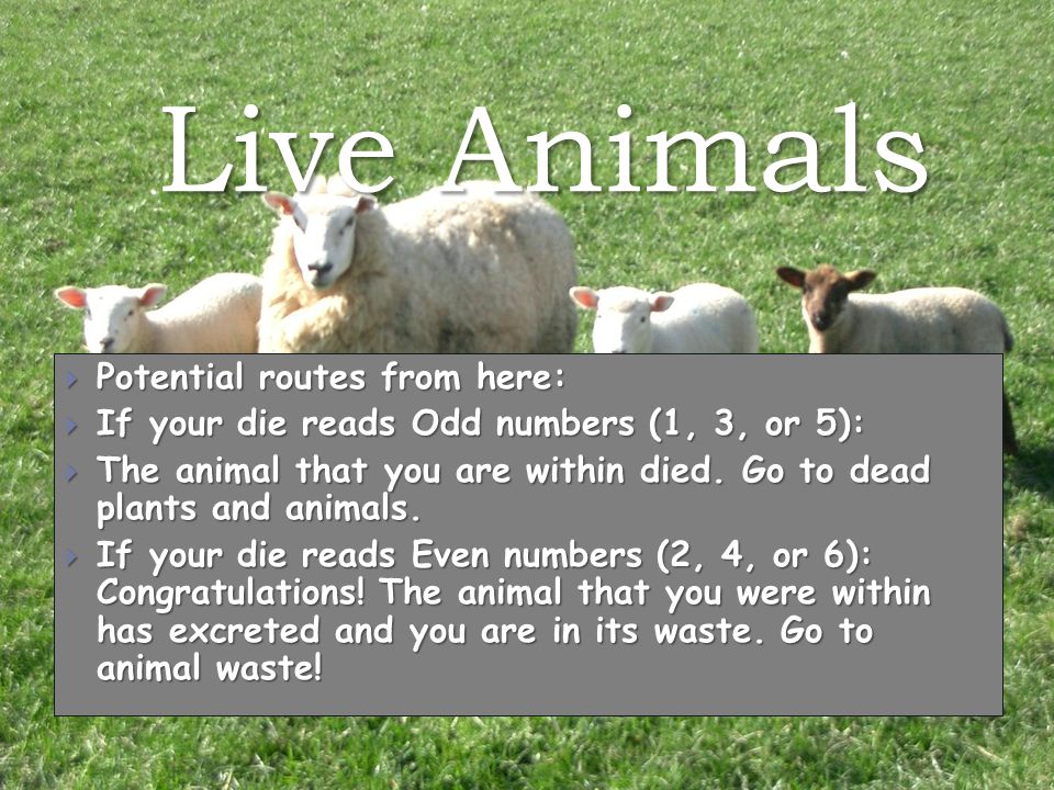 Live Animals  Potential routes from here:  If your die reads Odd numbers (1, 3, or 5):  The animal that you are within died.