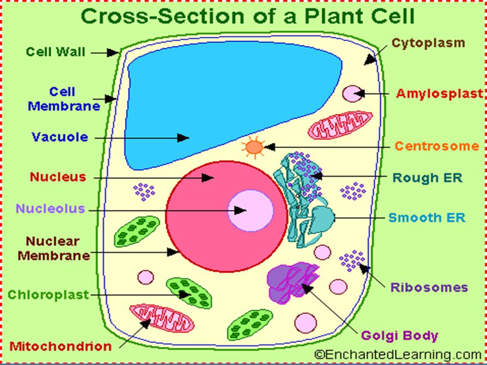 Рисунок модели клетки. Строение клетки на английском. Plant Cell. Части клетки.