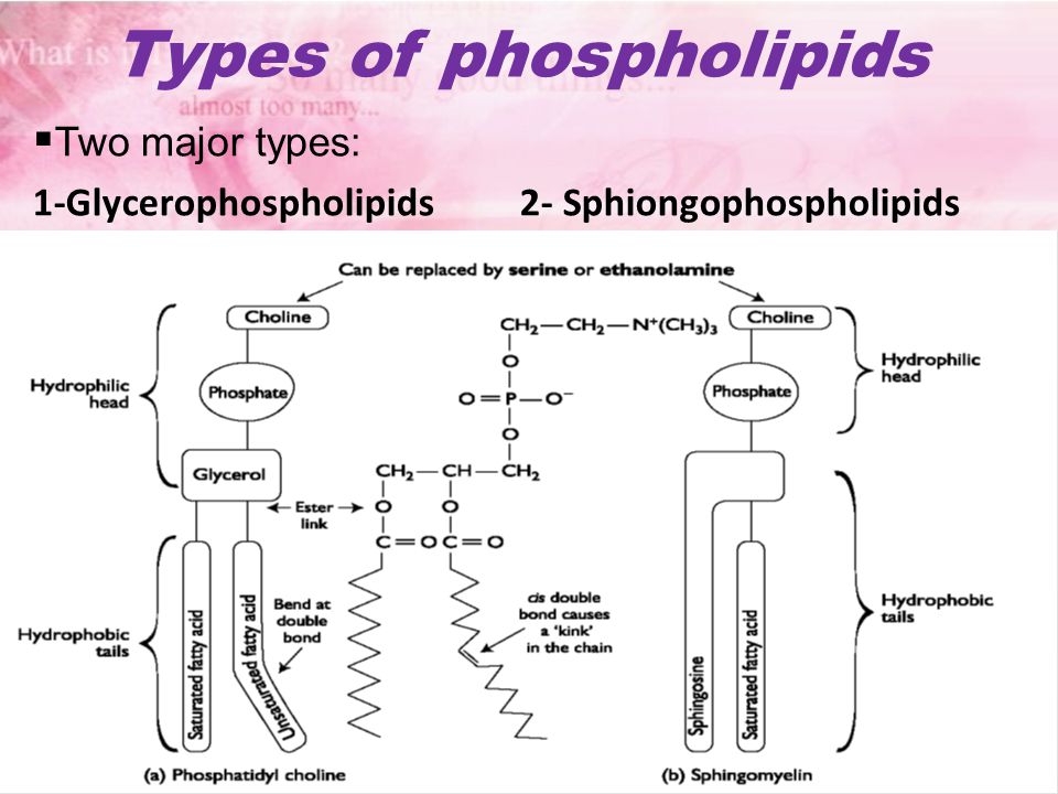 TYPES OF PHOSPHOLIPIDS PDF DOWNLOAD TYPES OF PHOSPHOLIPIDS PDF DOWNLOAD