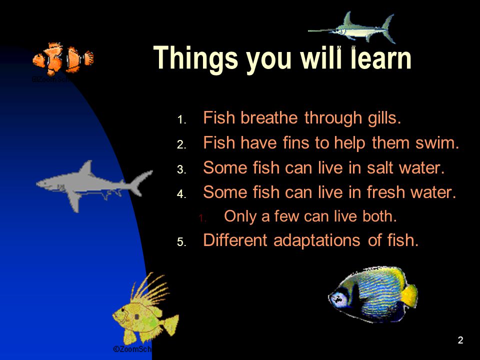 1 Anatomy of Fish What makes a fish a fish? 2 Things you will learn 1. Fish breathe  through gills. 2. Fish have fins to help them swim. 3. Some fish. - ppt  download