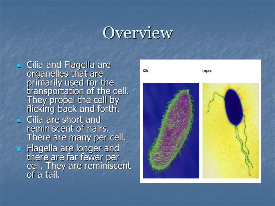 Image result for cilia and flagella
