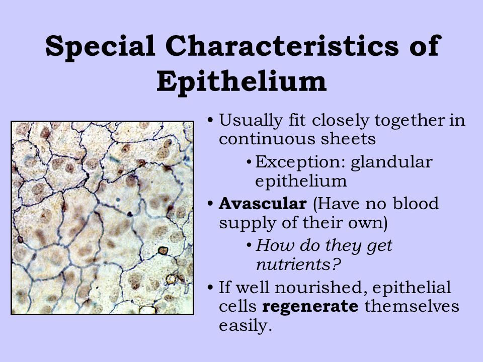 epithelia cells objectives define epithelia cells identify the