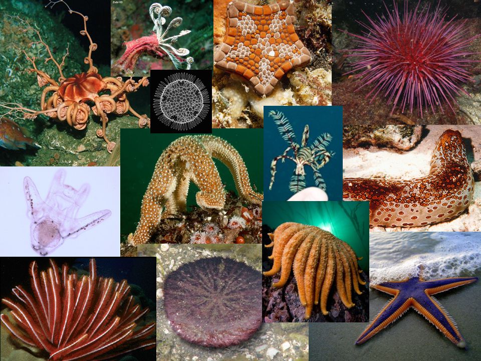 Echinoderms and Invertebrate Chordates Ch 29. Echinodermata Endoskeleton, radial symmetry, simple nervous system, varied nutrition, water vascular system. - ppt download
