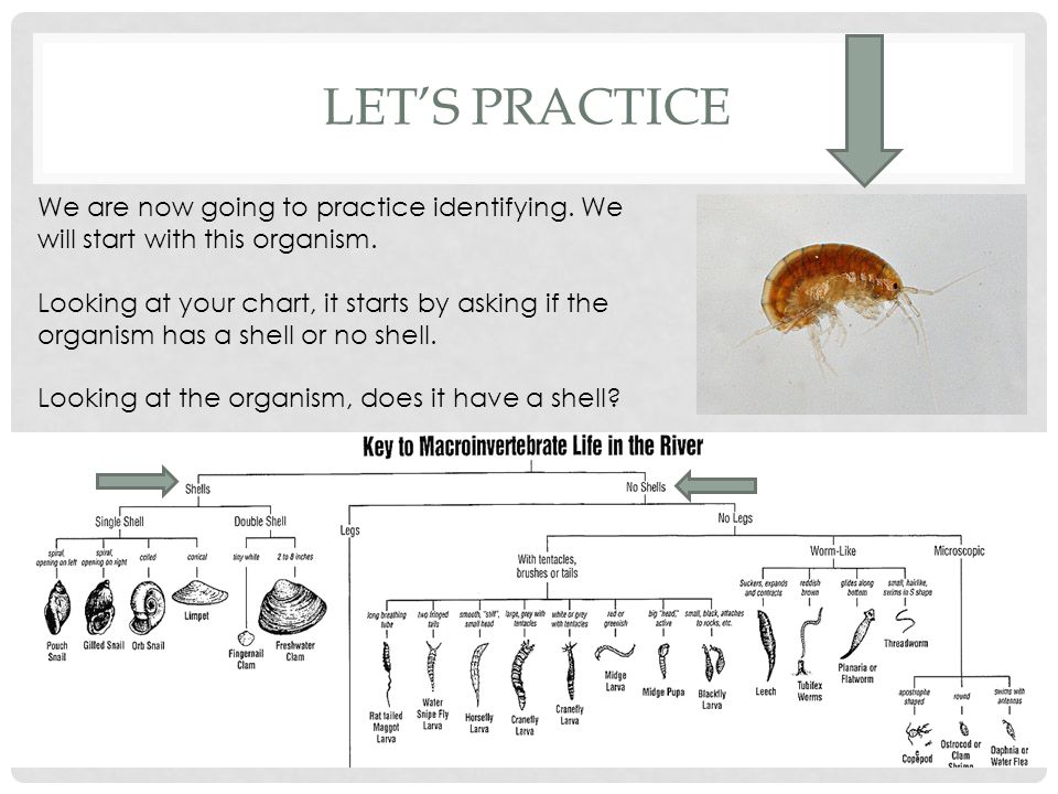 Macroinvertebrate Identification Chart