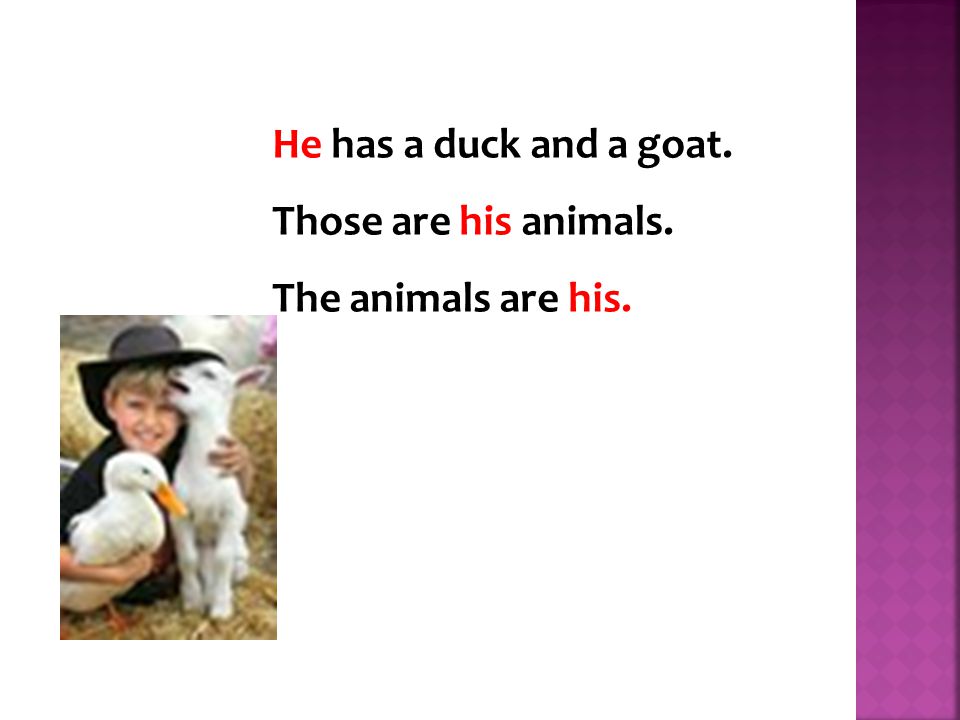 He has a duck and a goat. Those are his animals. The animals are his.