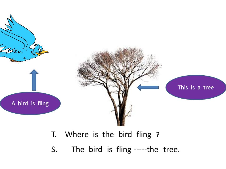 A bird is fling This is a tree T. Where is the bird fling S. The bird is fling -----the tree.