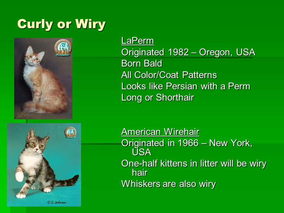 Curly or Wiry LaPerm Originated 1982 – Oregon, USA Born Bald All Color/Coat Patterns Looks like Persian with a Perm Long or Shorthair American Wirehair Originated in 1966 – New York, USA One-half kittens in litter will be wiry hair Whiskers are also wiry