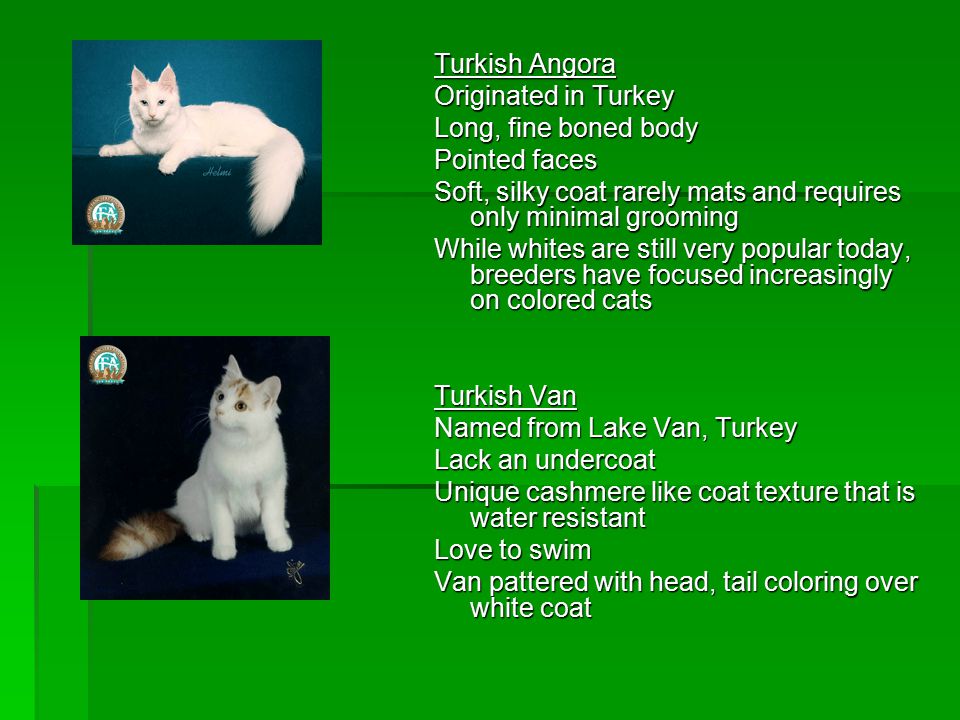 Turkish Angora Originated in Turkey Long, fine boned body Pointed faces Soft, silky coat rarely mats and requires only minimal grooming While whites are still very popular today, breeders have focused increasingly on colored cats Turkish Van Named from Lake Van, Turkey Lack an undercoat Unique cashmere like coat texture that is water resistant Love to swim Van pattered with head, tail coloring over white coat