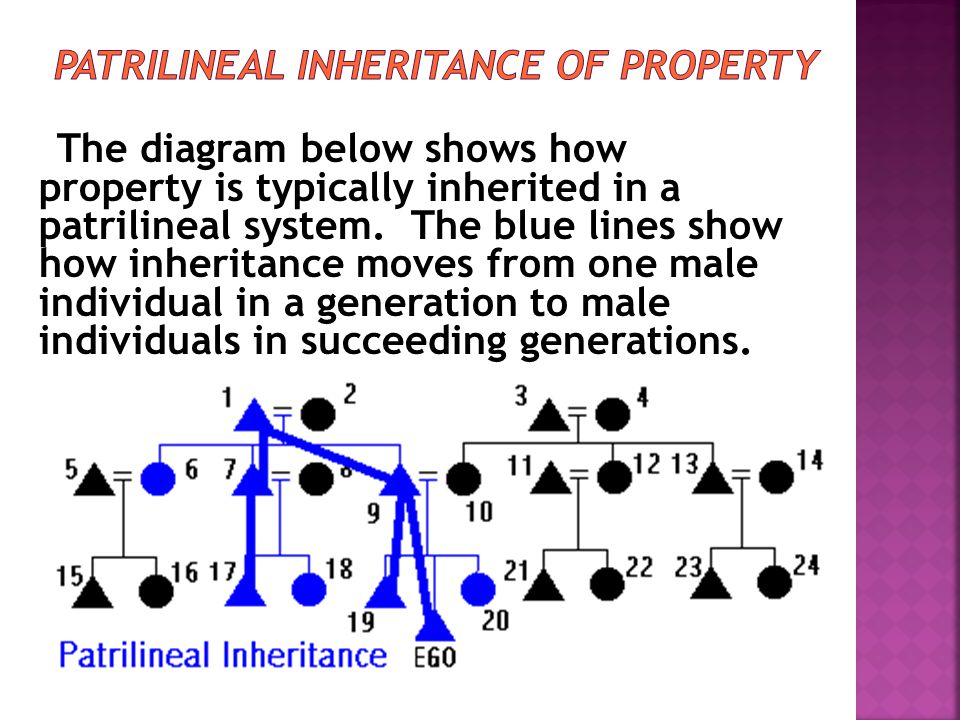 The diagram below shows all relatives in EGO’s patrilineage in blue.