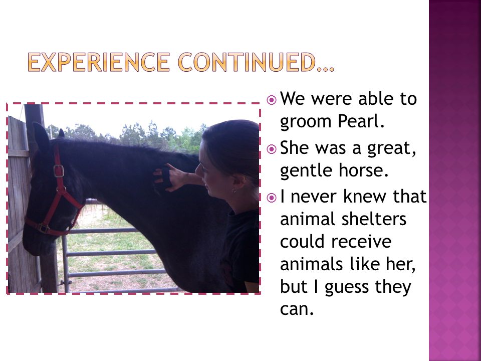  We were able to groom Pearl.  She was a great, gentle horse.