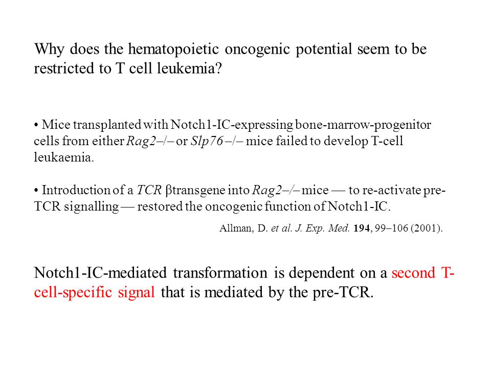 Why does the hematopoietic oncogenic potential seem to be restricted to T cell leukemia.