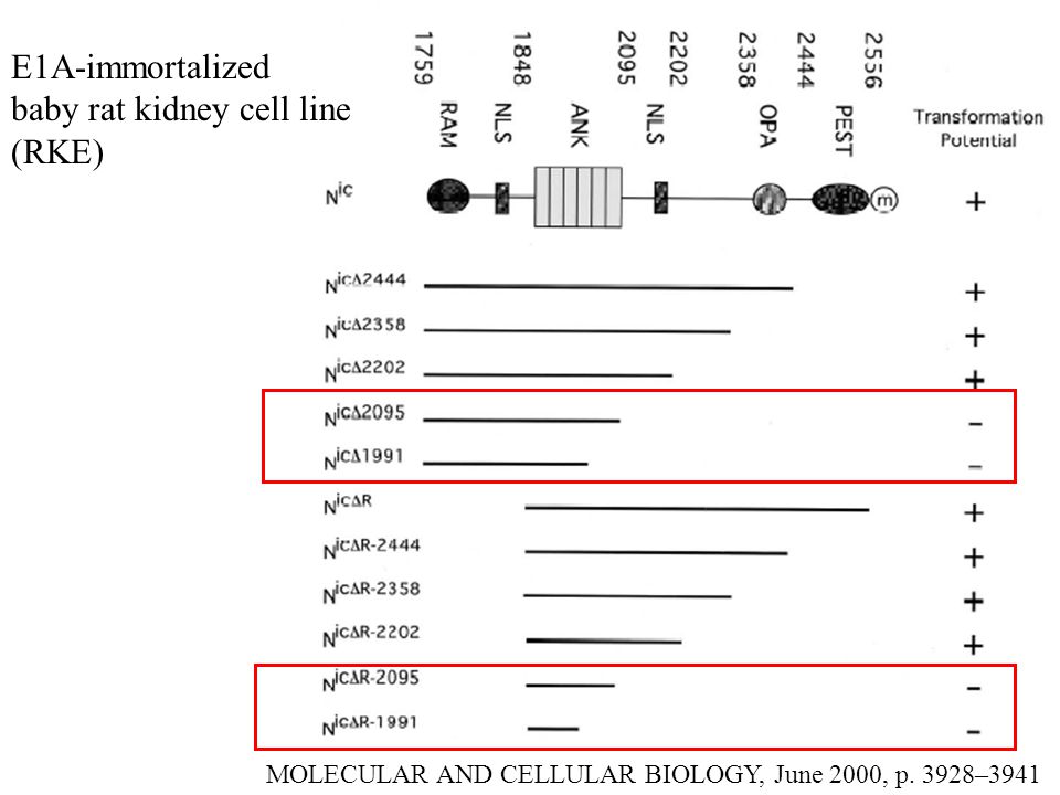 MOLECULAR AND CELLULAR BIOLOGY, June 2000, p.