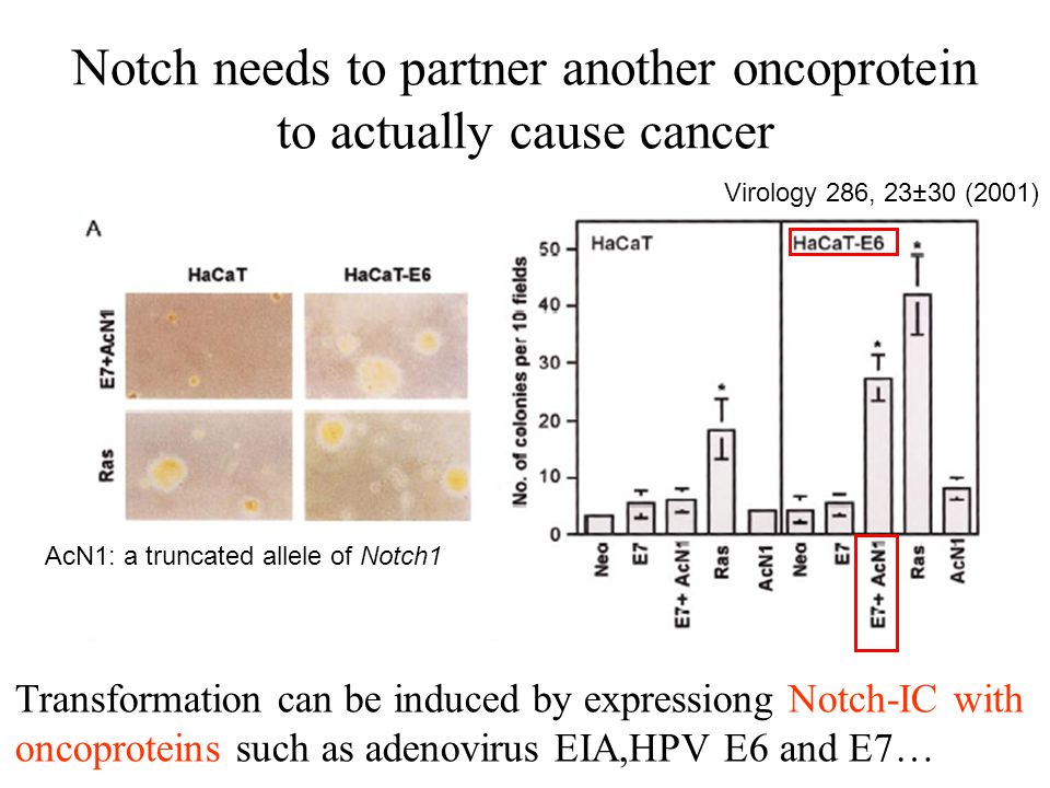 Notch needs to partner another oncoprotein to actually cause cancer Virology 286, 23±30 (2001) Transformation can be induced by expressiong Notch-IC with oncoproteins such as adenovirus EIA,HPV E6 and E7… AcN1: a truncated allele of Notch1