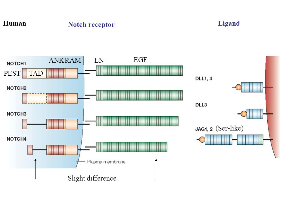 Notch receptor LigandHuman Slight difference EGF LNRAMANK TADPEST (Ser-like)