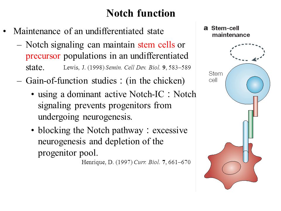 Maintenance of an undifferentiated state –Notch signaling can maintain stem cells or precursor populations in an undifferentiated state.