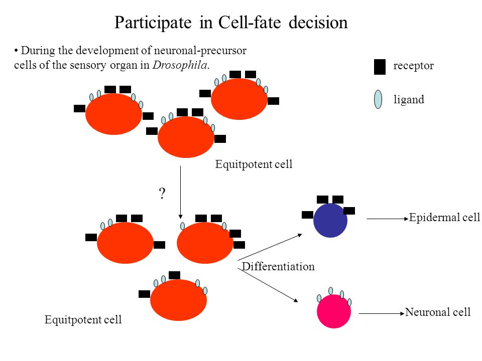 Participate in Cell-fate decision Epidermal cell Neuronal cell Equitpotent cell .