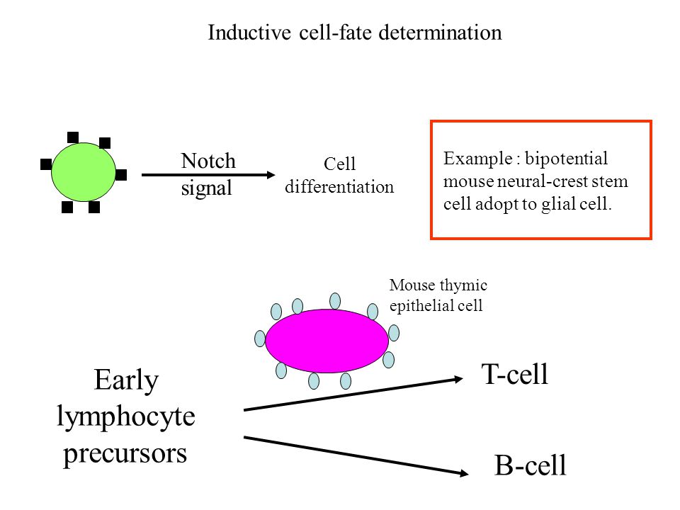 Inductive cell-fate determination Notch signal Cell differentiation Example : bipotential mouse neural-crest stem cell adopt to glial cell.