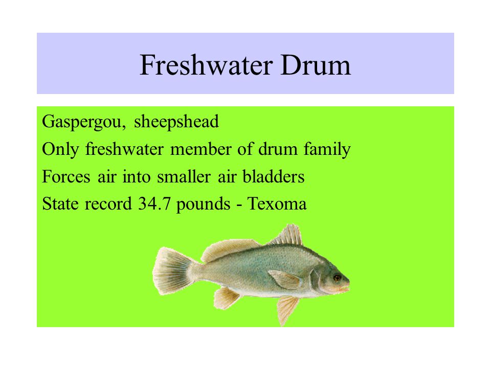 Wildlife and Recreation Management Mr. Lemmons Freshwater Fish. - ppt  download