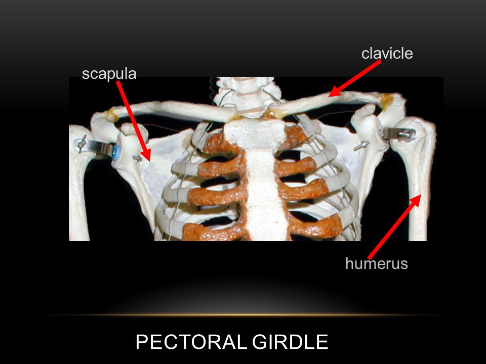 APPENDICULAR SKELETON PECTORAL GIRDLE AND UPPER LIMB. - ppt download