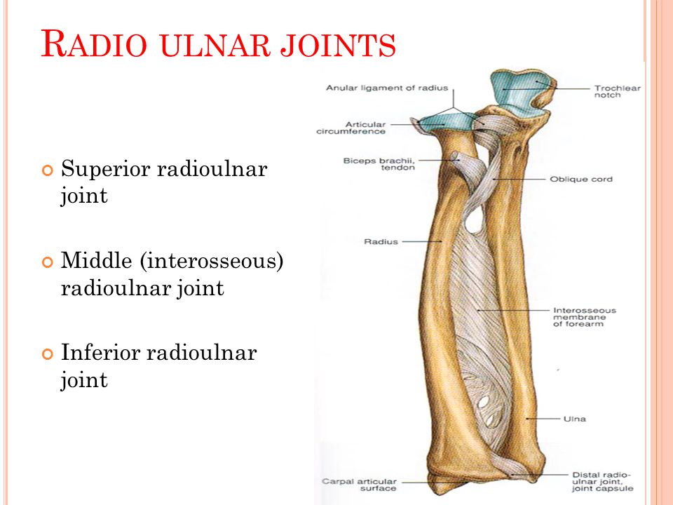 proximal radioulnar joint