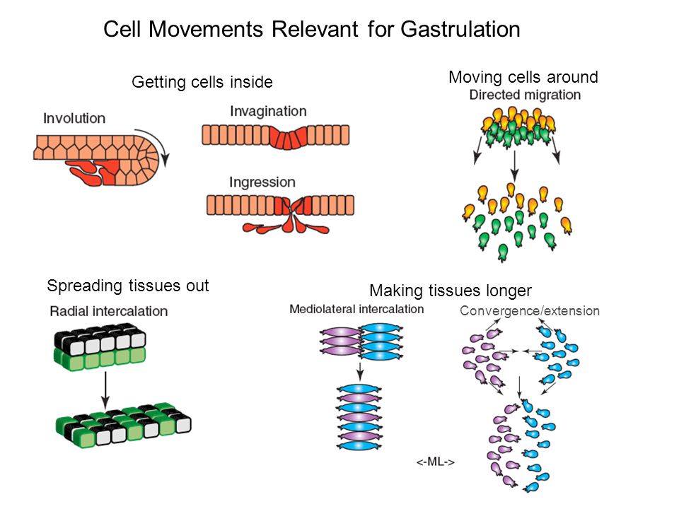 Этапы движения клетки