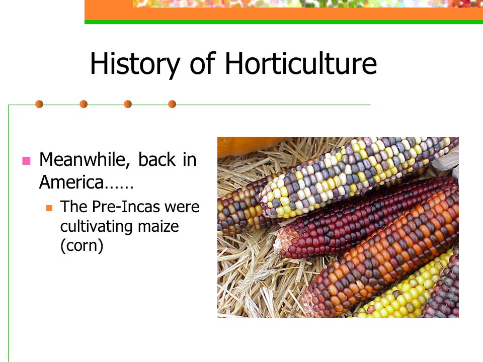 History of Horticulture Meanwhile, back in America…… The Pre-Incas were cultivating maize (corn)