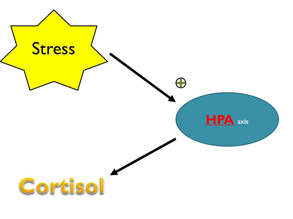 Stress HPA axis